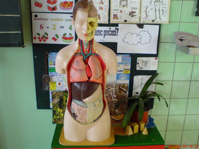 Model vnitř.orgánů člověka.JPG
